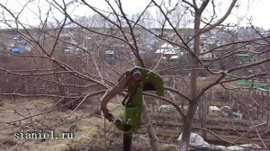 Обрезка деревьев. Часть 1. Старые яблони и груши