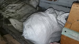 Зимовка пчел в Сибири - чистим летки и прослушиваем се?