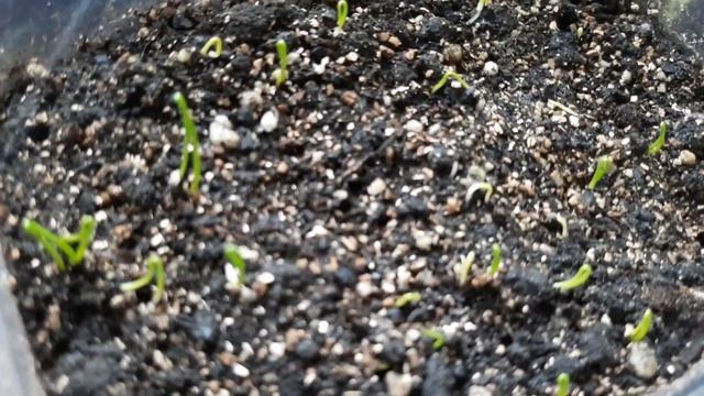 Сюрприз от куриц...первое яйцо 5 мая. Пророс лук из семя? смотреть онлайн