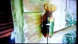 Где пчелы зимуют - 4