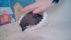 УБОРКА ДОМА с ПИТОМЦАМИ | РЕАКЦИЯ КОТЕНКА на ПЫЛЕСОС - ?