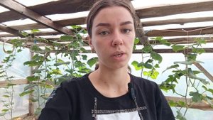 Черенкование розмарина. Черенкую розмарин только так!