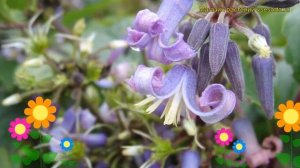 Клематис борщевиколистный. Краткий обзор, описание ха