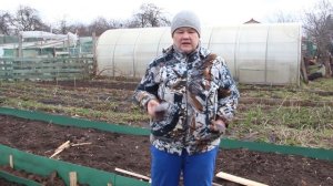 Как Получить Ранний Урожай Моркови.