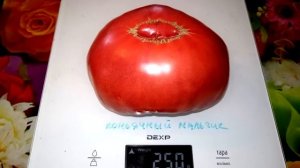 Томат Коньячный мальчик Brendi Boy