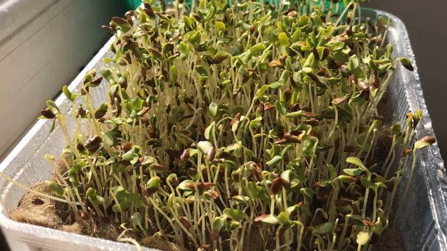 Микрозелень лён таймлапс (первый день на подоконнике ? смотреть онлайн