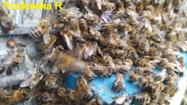 #Пчёлы. Кто такие семьи - рексы на примере. Чем опасны и смотреть онлайн