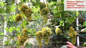 Виноград МОНБЛАН - такого вкуса вы однозначно не пробо