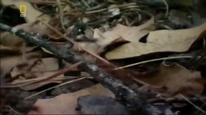 Войны насекомых (Пчелы)