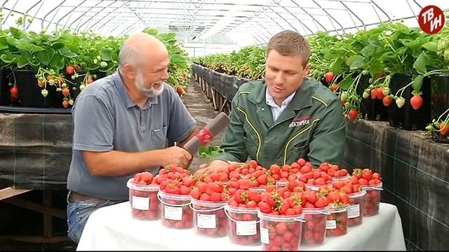Советы по выращиванию крупноплодной земляники