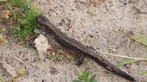 Сибирский углозуб (четырёхпалый тритон), Тюмень