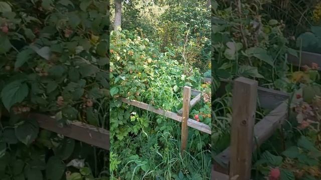 Назрели ягоды в огороде смотреть онлайн