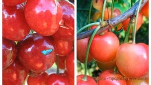 Черешня плодовая Мичуринка-Юлия 🌿 обзор: как сажать, ?