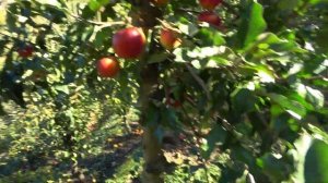 Яблоня ЭЛИЗЕ