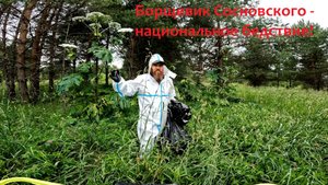 Борщевик Сосновского