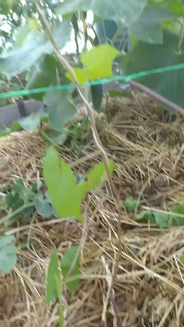 просто черенки чбз 06.07.2021 смотреть онлайн