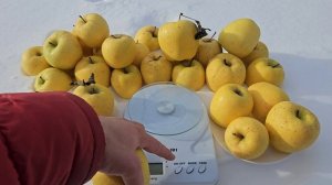 Яблуня Тентейшн.