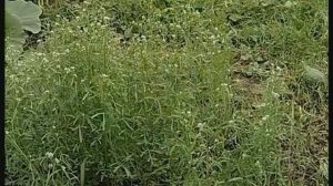 Отдел покрытосеменные. Семейство крестоцветных. Мног?