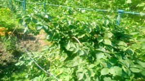 Мой прекрасный сад.Сентябрь.2024