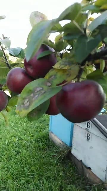 Зимний сорт яблони Лобо смотреть онлайн