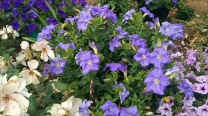 Обзор сортов петуний 2025.