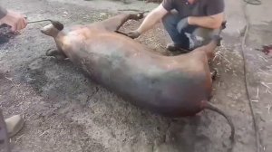 Разделываем свинью, подробно.