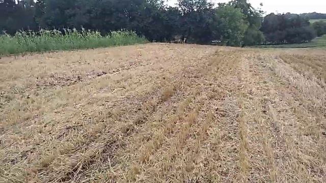 Озимий ріпак на сидерат. смотреть онлайн