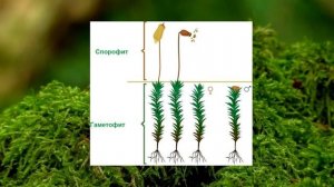 Мхи. Строение, происхождение, жизненный цикл мхов