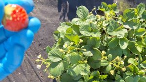 Сорт клубники НСД  Рабунда