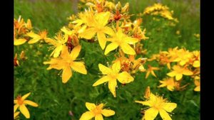 Зверобой трава. Полезные свойства для организма, прот?