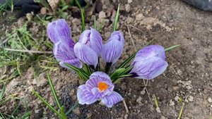 Квітне крокус Pickwick