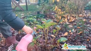 Укрываем крупнолистную гортензию на зиму