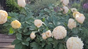 🏵️ ПИОН QUITZIN 🏵️