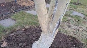 Супер побелка плодовых деревьев осенью.Как,когда ,чем