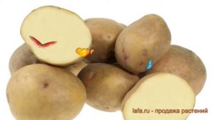 Картофель семенной Лорх (potato seed lorch) 🌿 обзор: как сажат