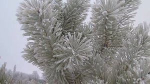 Зимняя Природа. Иней творит чудеса. Сосна