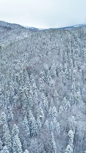 Лагонаки в Адыгее зимой — это настоящий зимний пейзаж: заснеженные вершины, кристально чистый воздух