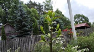 НАЧИНАЕТ СВОЕ ЦВЕТЕНИЕ РОЗА ДЖУТ ЗЕ ОБСКУР И КРОКУС РО