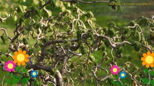 Лещина обыкновенная на штамбе Конторта. Краткий обзор