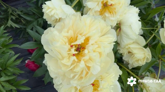 Seidl's Super peony. Сейдл'с Супер пион. Пулков сад (2025 г.) смотреть онлайн