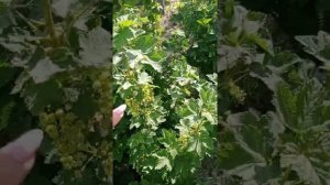 черешні дитинства/ споричка Ровада приємно дивує🤩