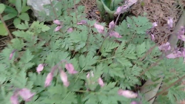 Хосты без названия сортов. Май 2025 , наш сад смотреть онлайн