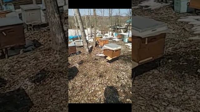 #5 Почему погибли пчёлы. Приморский край. Первая работа