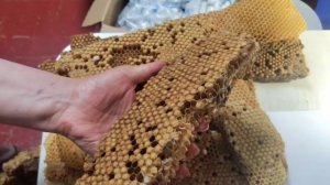 Трутневый расплод. Готовим трутнёвый гомогенат (трутн