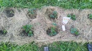 Осенняя посадка клубники в Подмосковье в сентябре // Я?