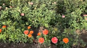 Плантации роз в цвету,питомник maryroses.ru