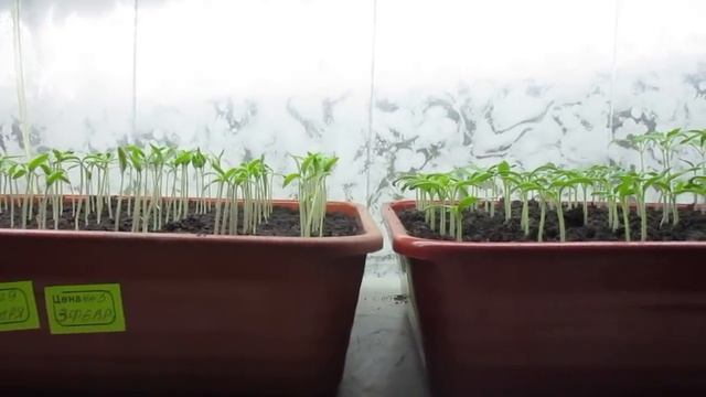 РАЗНИЦА ВИДНА СРАЗУ! Ольга Чернова. смотреть онлайн