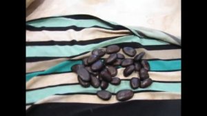 Хранение семян азимины до весны.