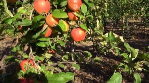 Яблоня КАНЗИ (НИКОТЕР): поздне-зимний сорт с изысканны?