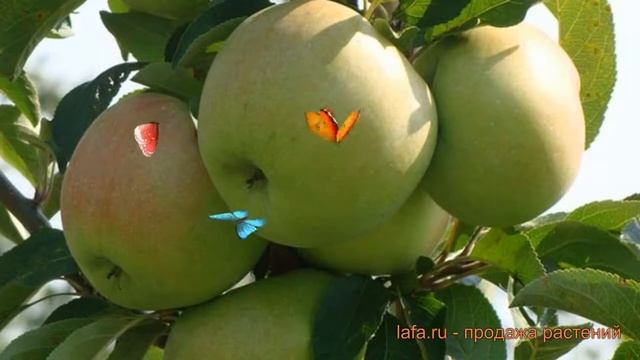 Яблоня колоновидная Сладкий Викич (sladkij vikich) 🌿 обзор: ? смотреть онлайн